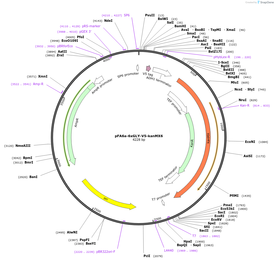 20780-plasmid-map-sequence-id-9671