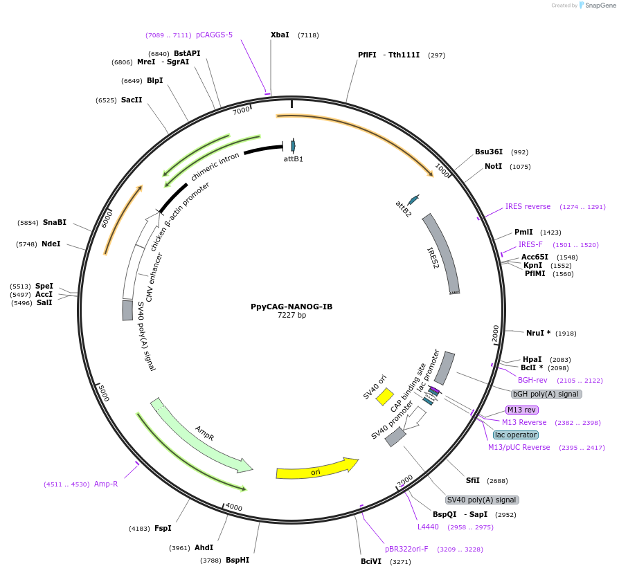 60440-plasmid-map-sequence-id-96735