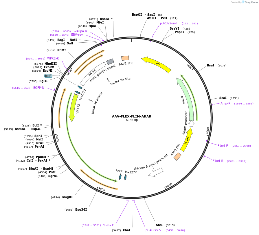 60445-plasmid-map-sequence-id-96756