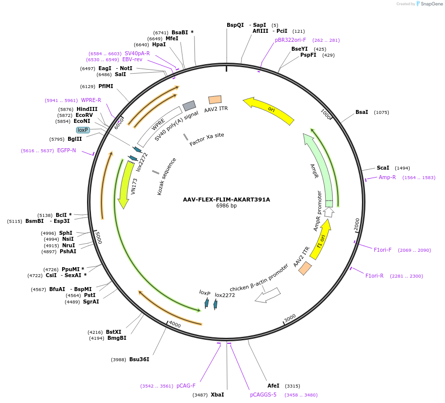 60446-plasmid-map-sequence-id-96757
