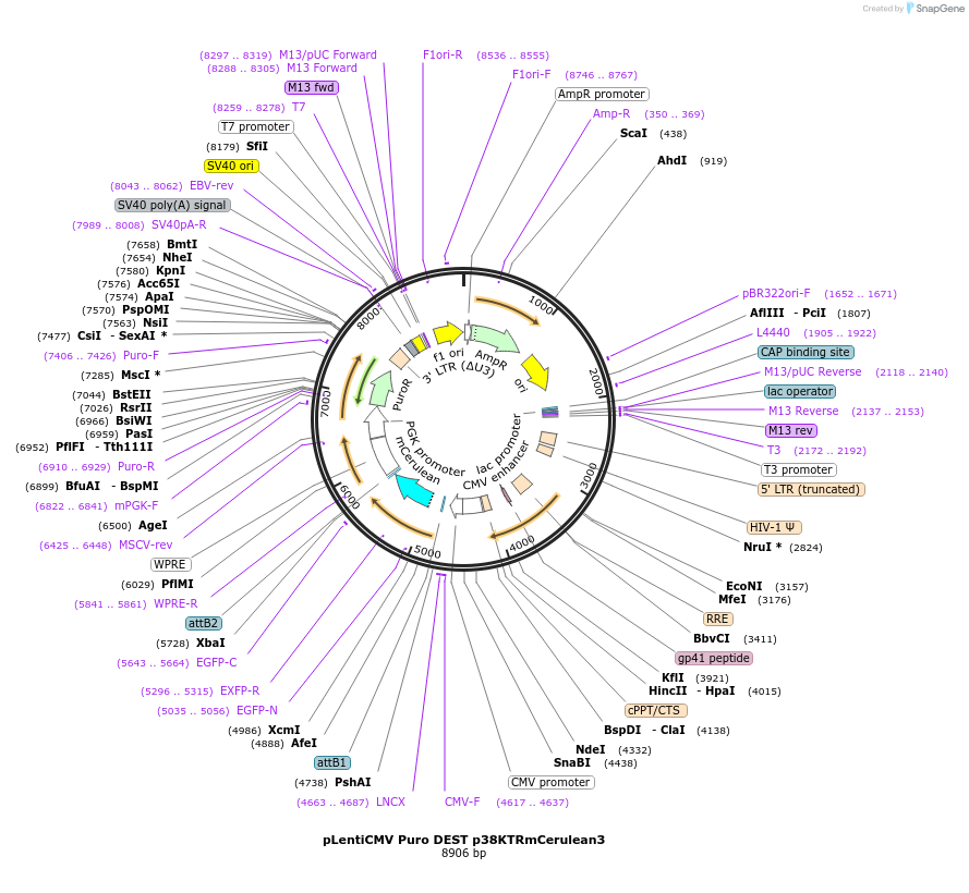 59155-plasmid-map-sequence-id-96777