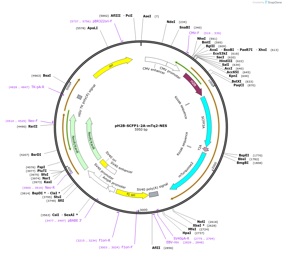 60491-plasmid-map-sequence-id-96973