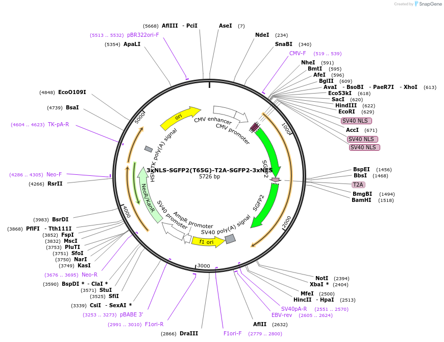 60492-plasmid-map-sequence-id-96974