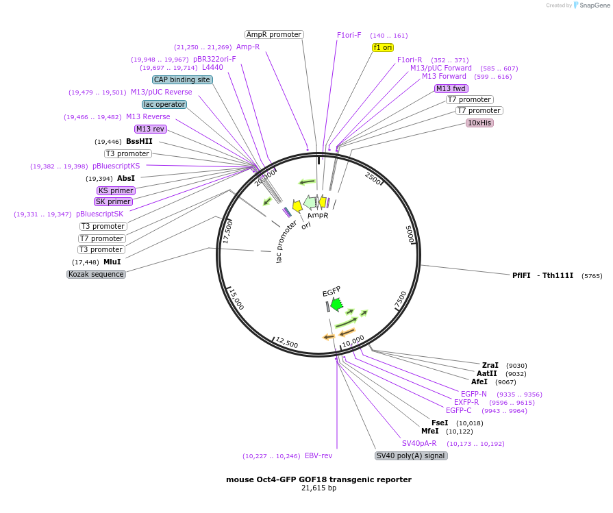 60527-plasmid-map-sequence-id-96984