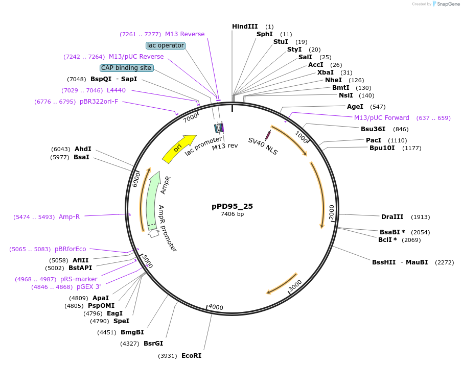 1486-plasmid-map-sequence-id-97