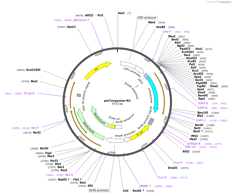 60559-plasmid-map-sequence-id-97060