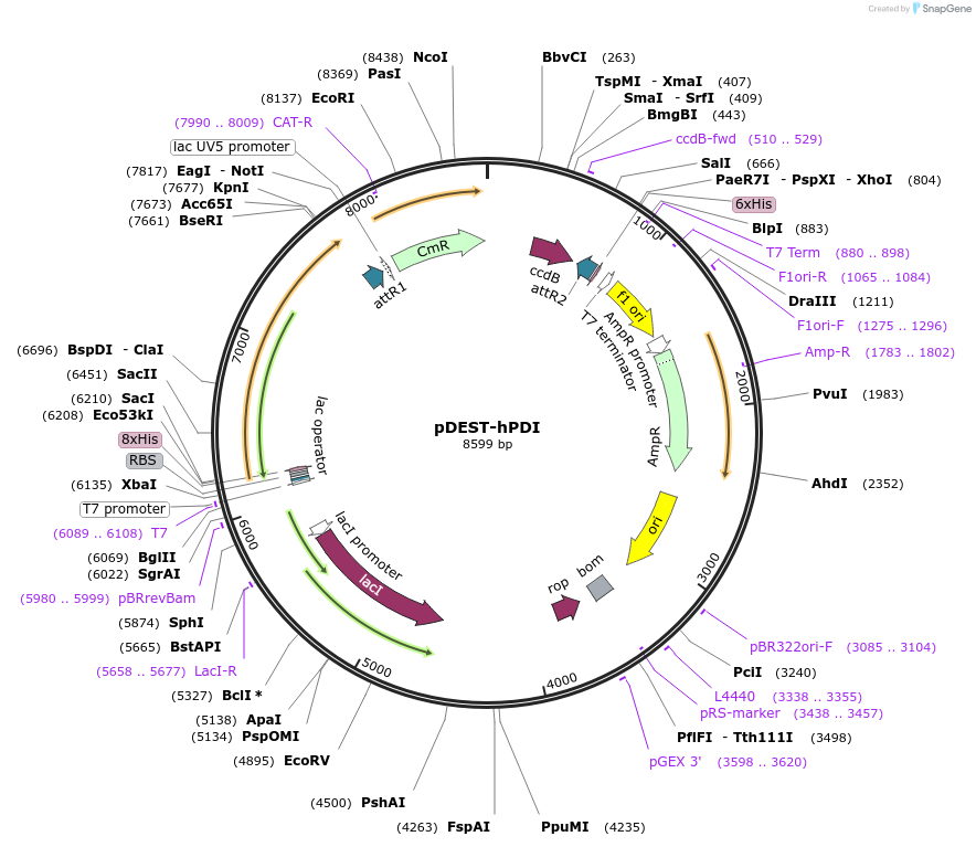60555-plasmid-map-sequence-id-97107