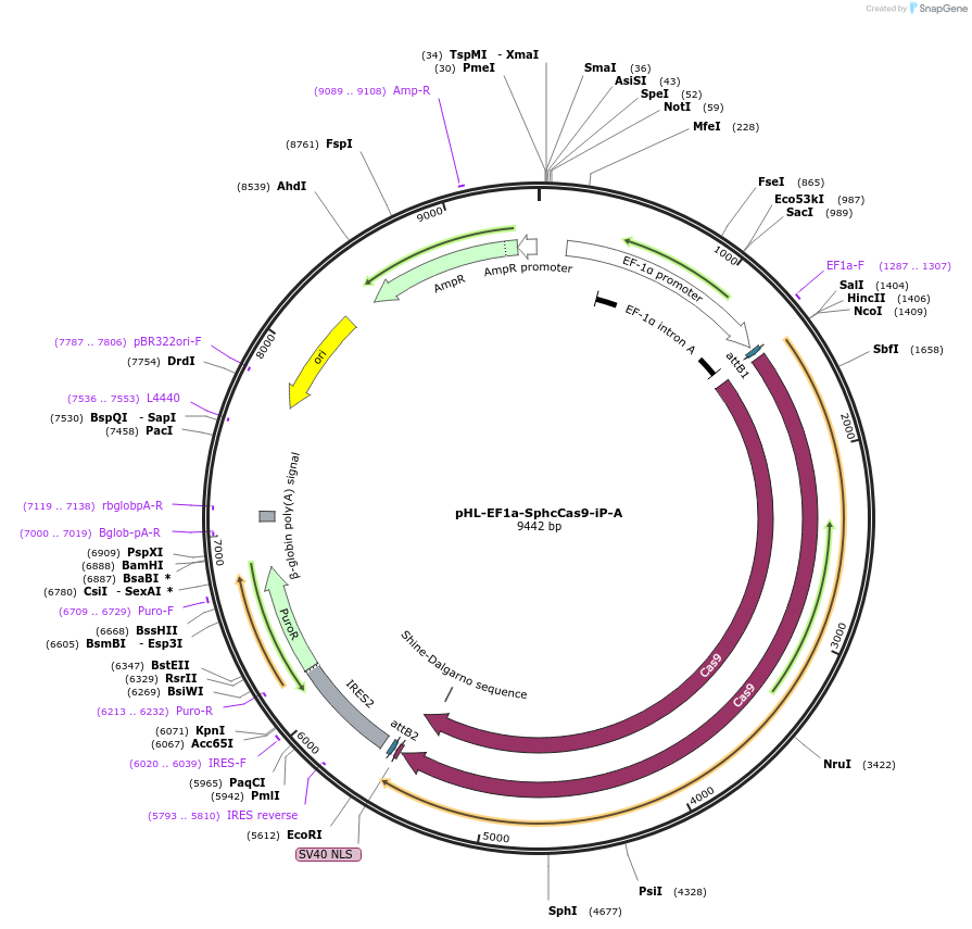 60599-plasmid-map-sequence-id-97109