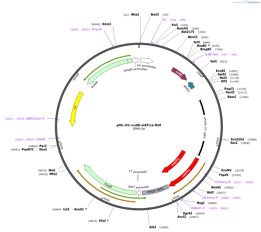 60601-plasmid-map-sequence-id-97111