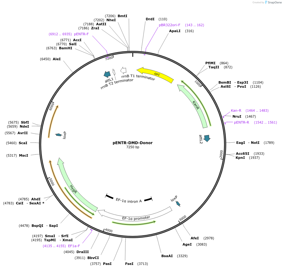 60605-plasmid-map-sequence-id-97115