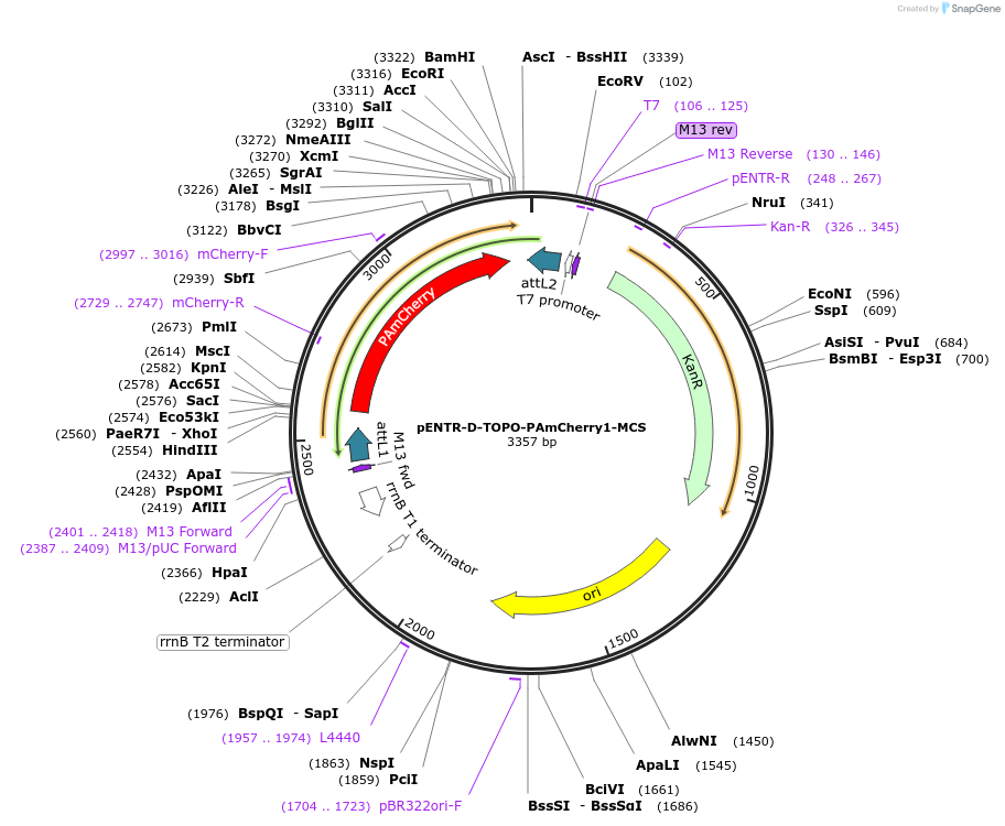 60608-plasmid-map-sequence-id-97149