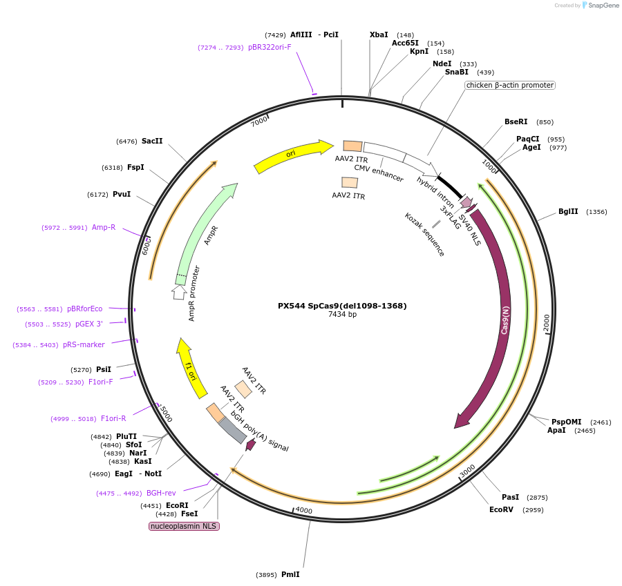 58889-plasmid-map-sequence-id-97157