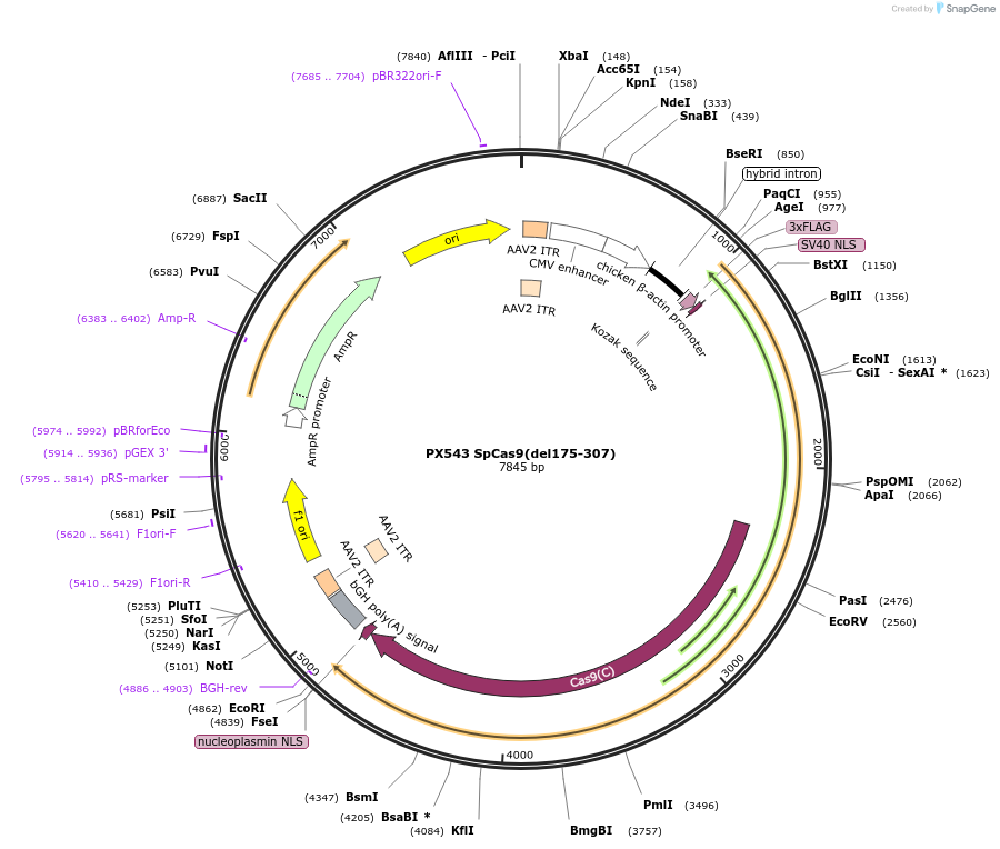 58888-plasmid-map-sequence-id-97158