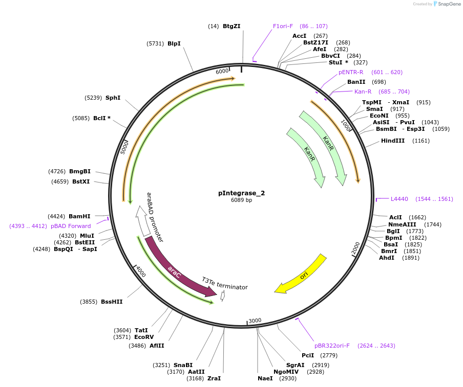 60574-plasmid-map-sequence-id-97245