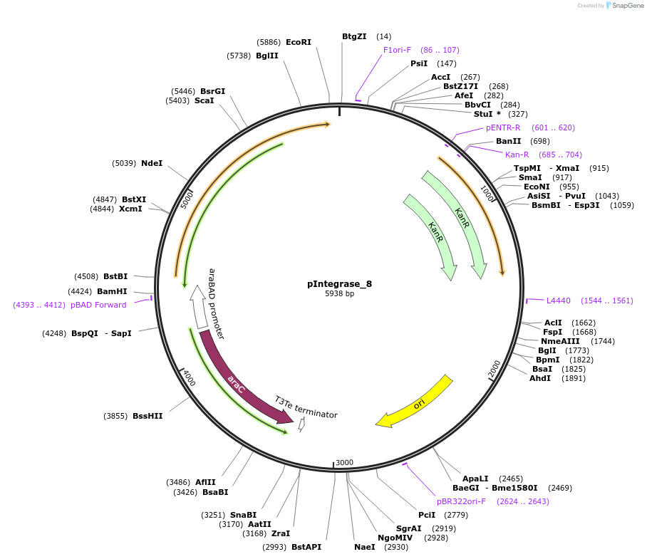 60579-plasmid-map-sequence-id-97253