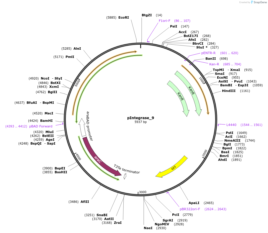 60580-plasmid-map-sequence-id-97256