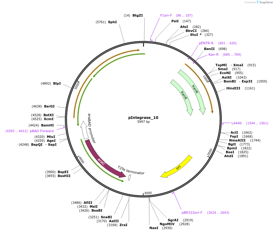 60581-plasmid-map-sequence-id-97257