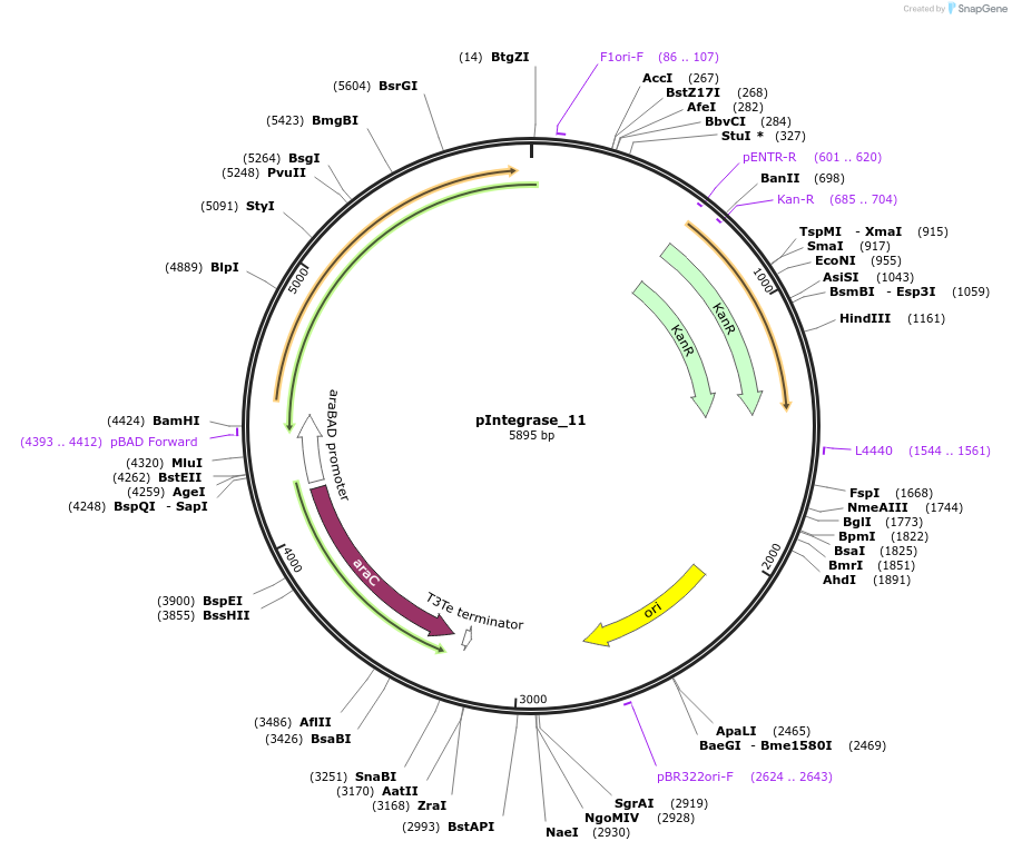 60582-plasmid-map-sequence-id-97258