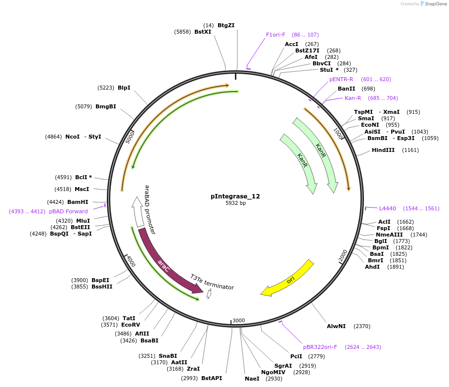 60583-plasmid-map-sequence-id-97260