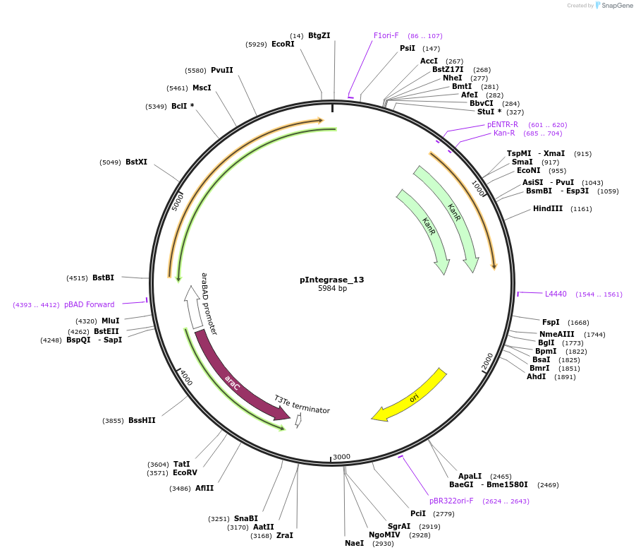 60584-plasmid-map-sequence-id-97262