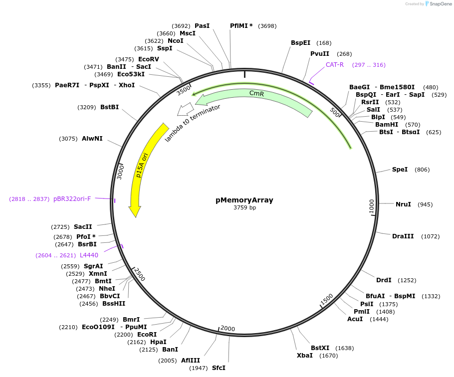 60585-plasmid-map-sequence-id-97266