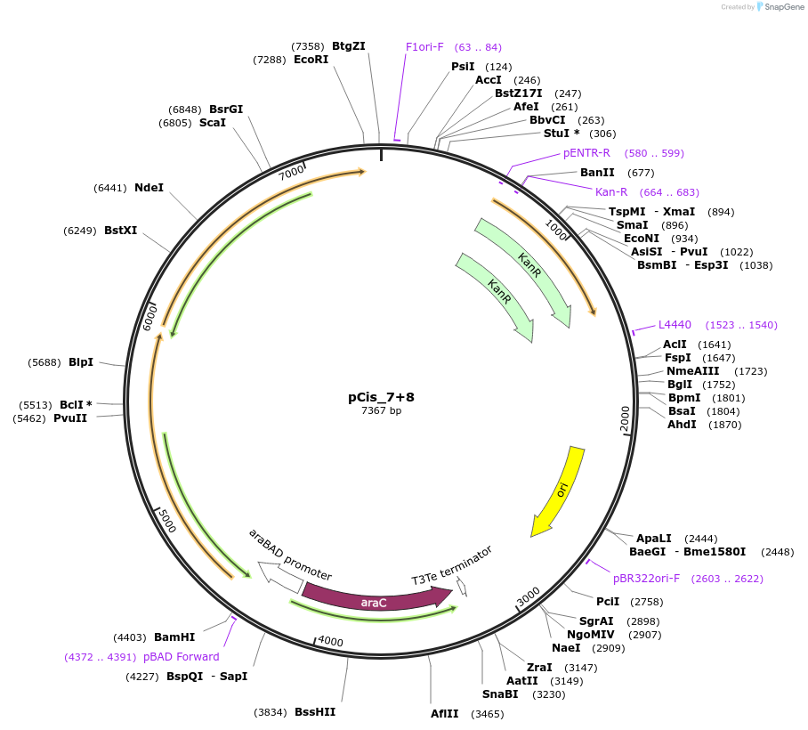60587-plasmid-map-sequence-id-97271