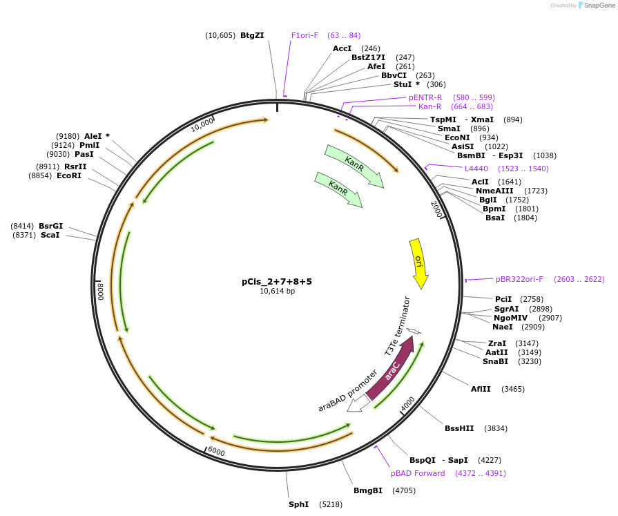 60589-plasmid-map-sequence-id-97288