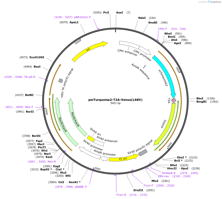 60494-plasmid-map-sequence-id-97341