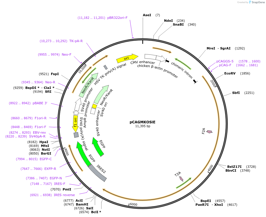 20865-plasmid-map-sequence-id-9737