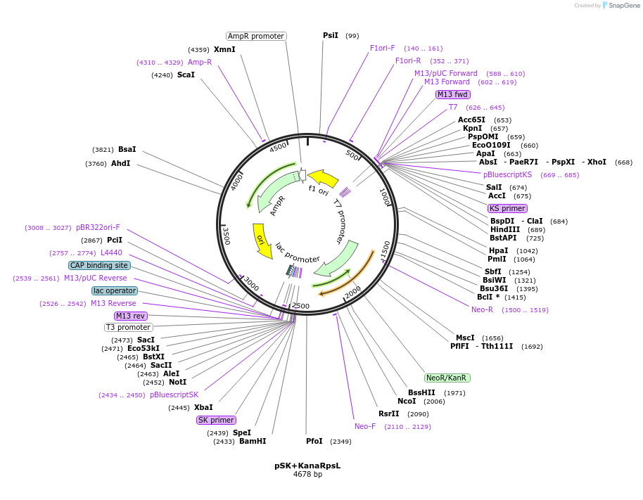 20871-plasmid-map-sequence-id-9739