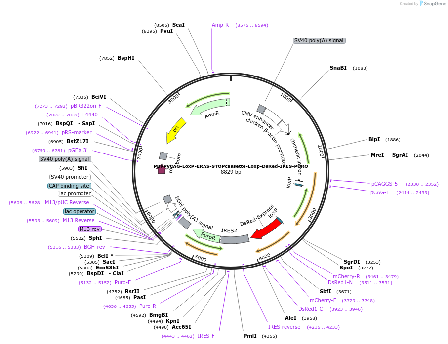 52419-plasmid-map-sequence-id-97400