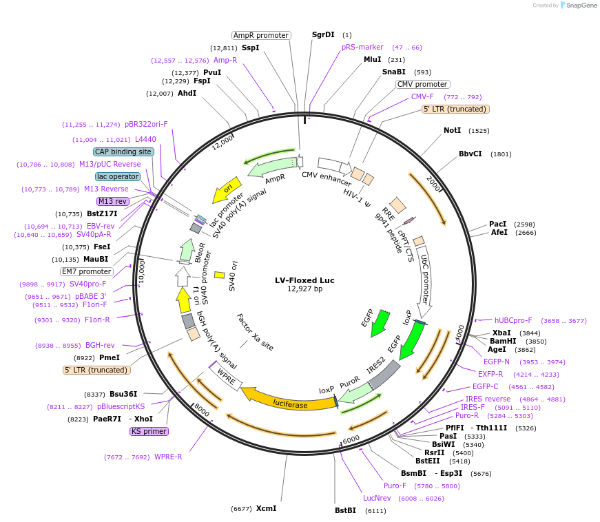 60622-plasmid-map-sequence-id-97407