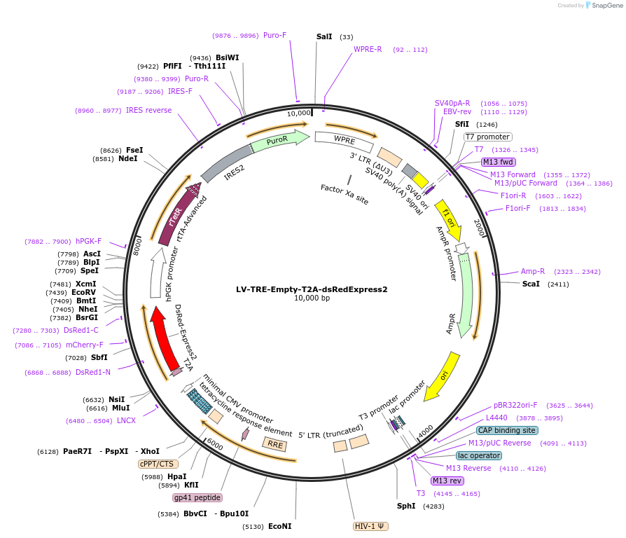 60623-plasmid-map-sequence-id-97410