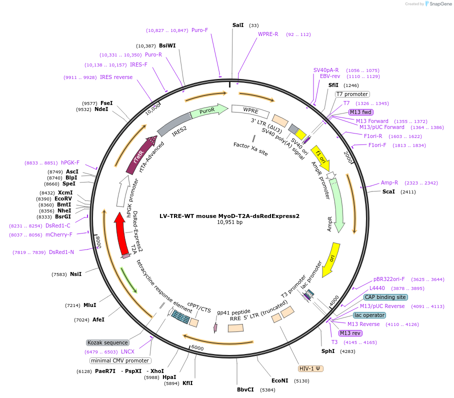 60624-plasmid-map-sequence-id-97414