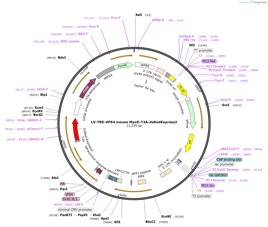 60625-plasmid-map-sequence-id-97416