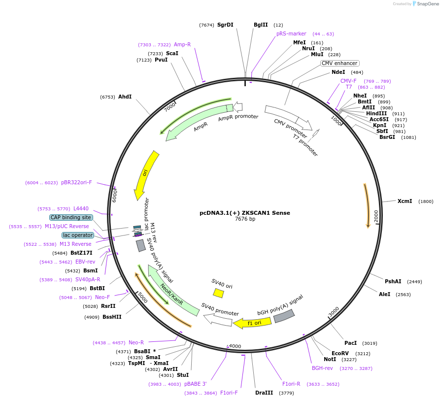 60631-plasmid-map-sequence-id-97427