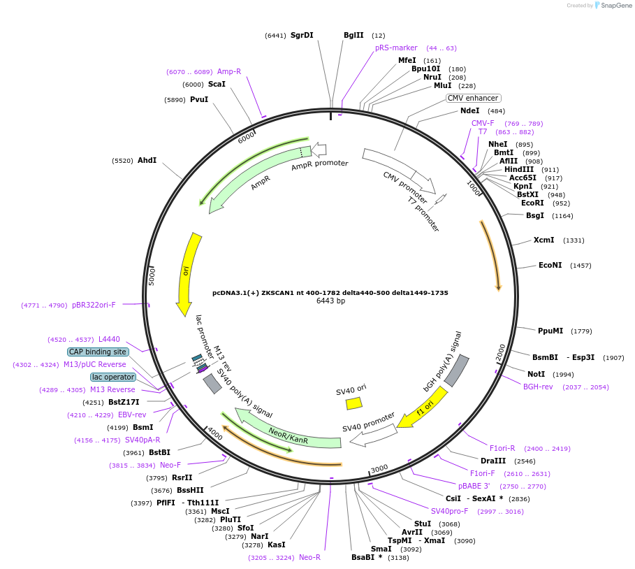 60633-plasmid-map-sequence-id-97433