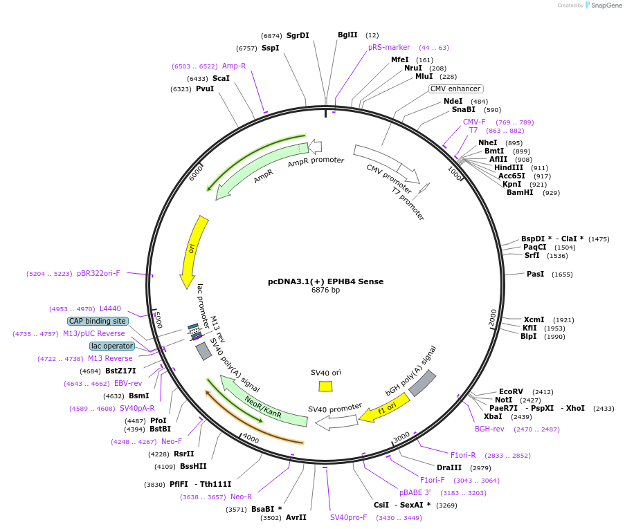 60638-plasmid-map-sequence-id-97438