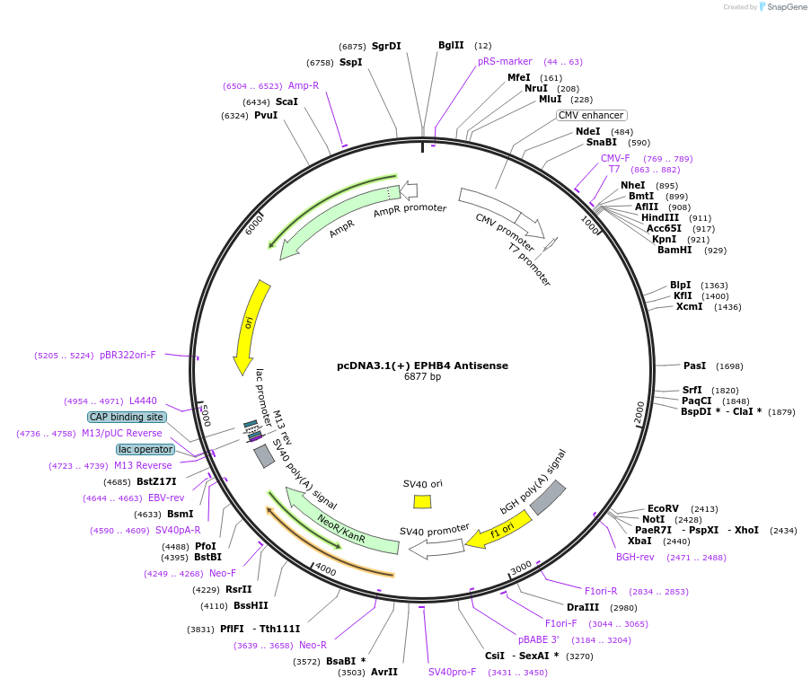 60640-plasmid-map-sequence-id-97439