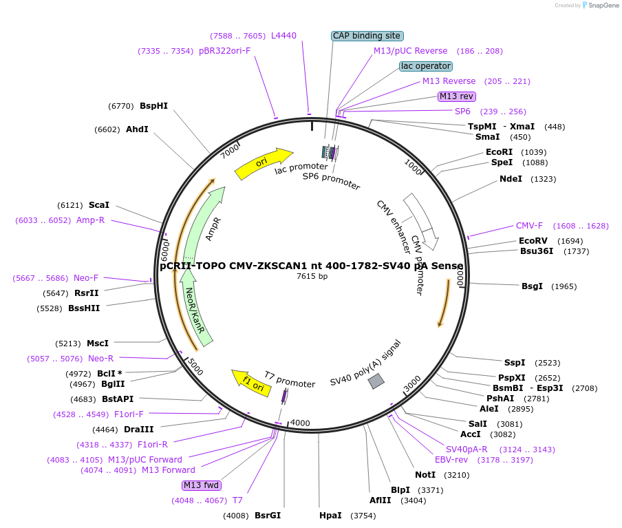 60643-plasmid-map-sequence-id-97440