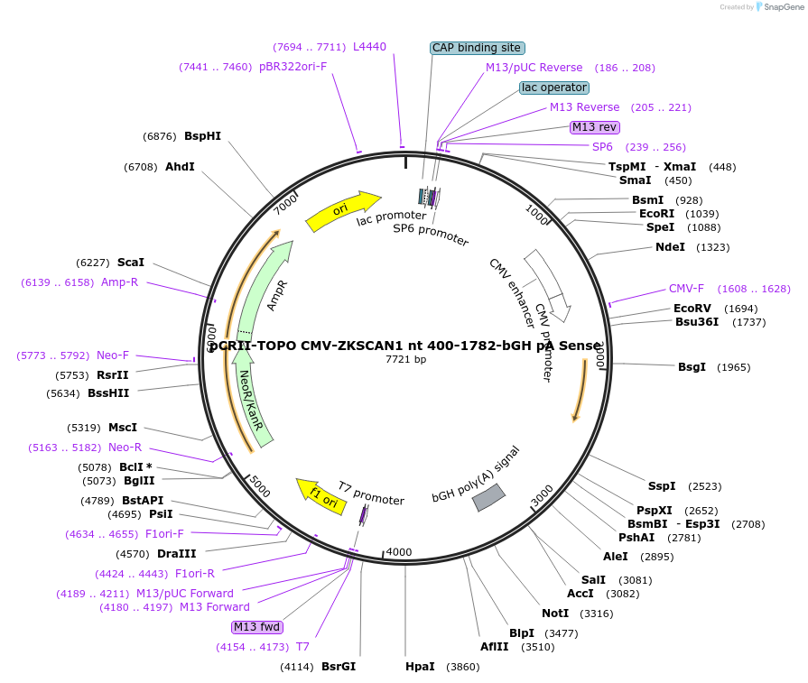 60645-plasmid-map-sequence-id-97441