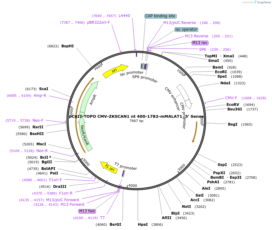 60647-plasmid-map-sequence-id-97442
