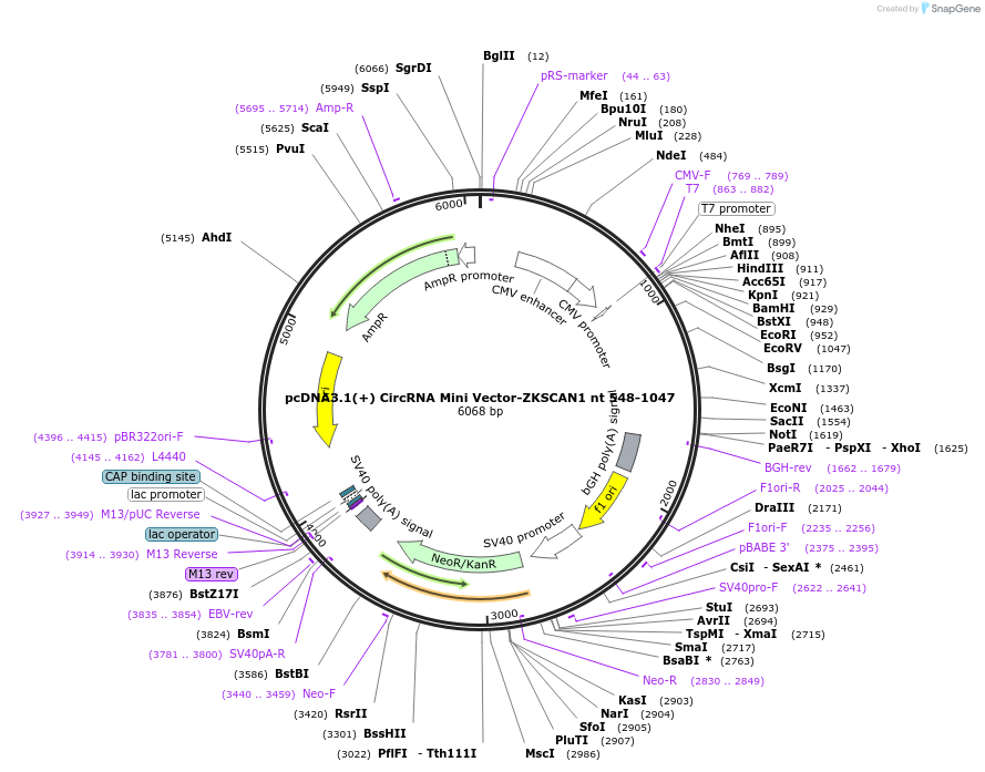 60649-plasmid-map-sequence-id-97446