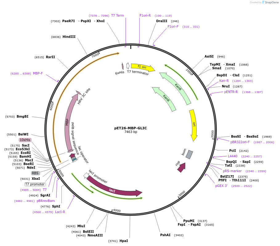 20887-plasmid-map-sequence-id-9746