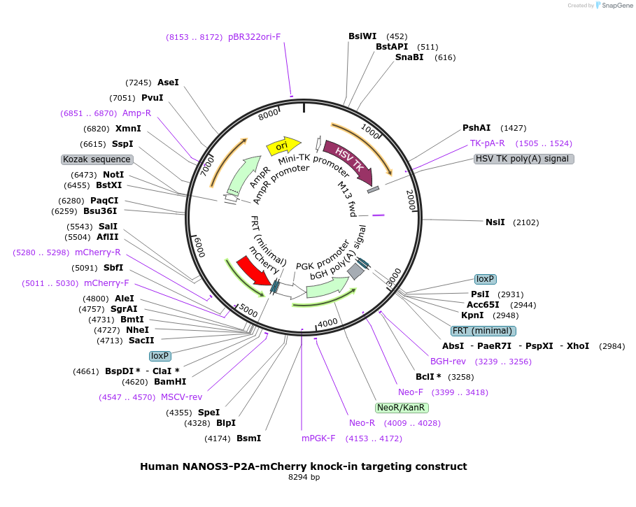 59721-plasmid-map-sequence-id-97466