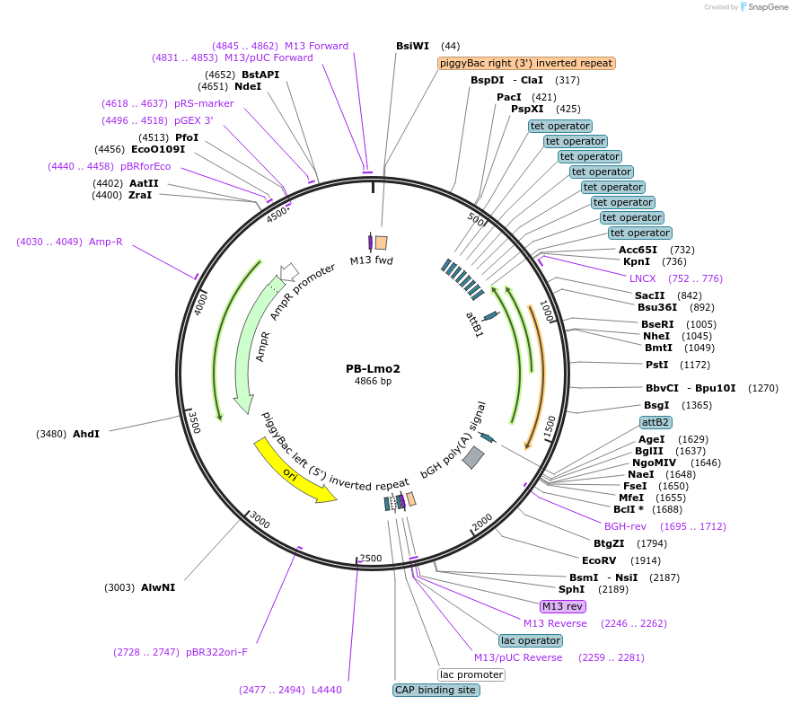 60666-plasmid-map-sequence-id-97515