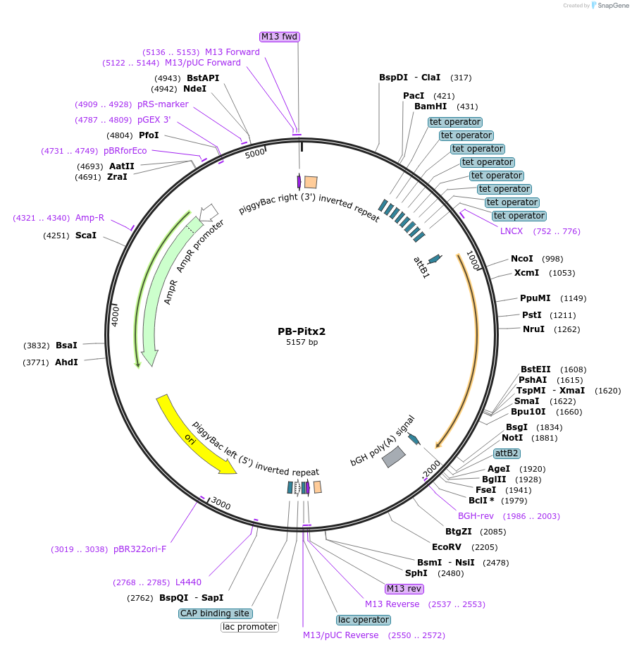 60668-plasmid-map-sequence-id-97517