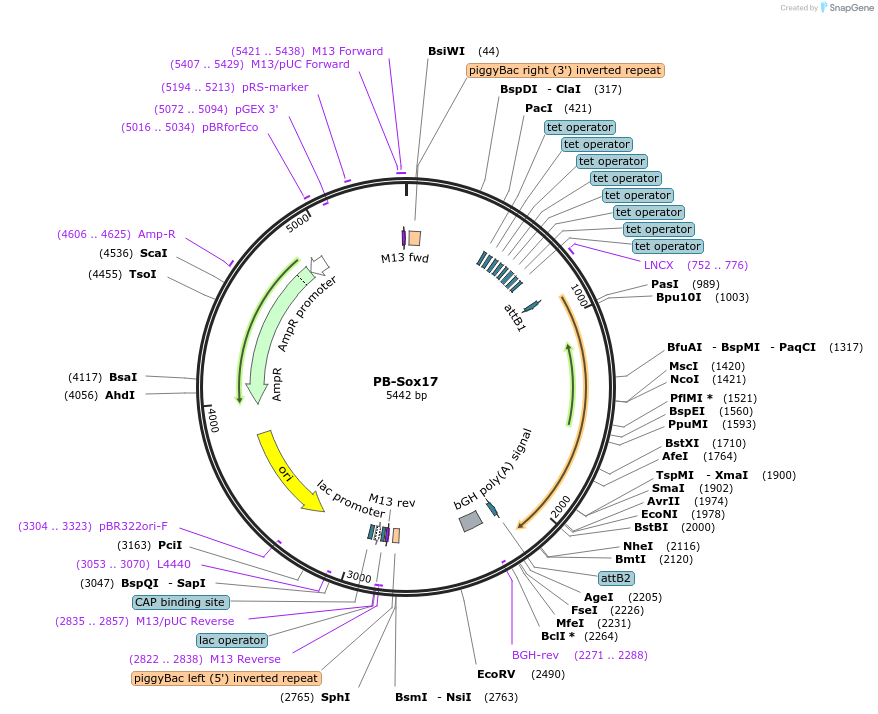 60669-plasmid-map-sequence-id-97518