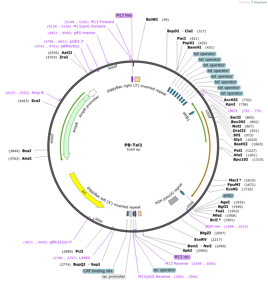 60670-plasmid-map-sequence-id-97519