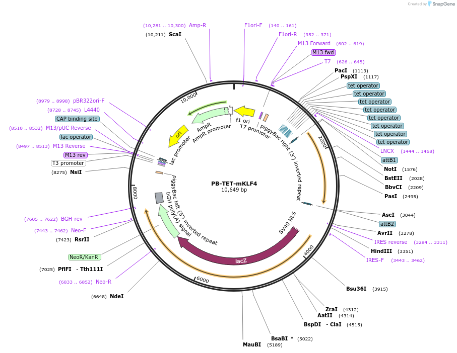 20906-plasmid-map-sequence-id-9752